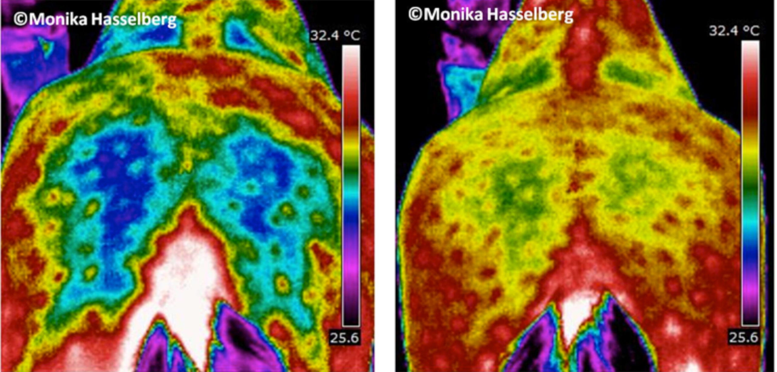 Horses Rump Thermal